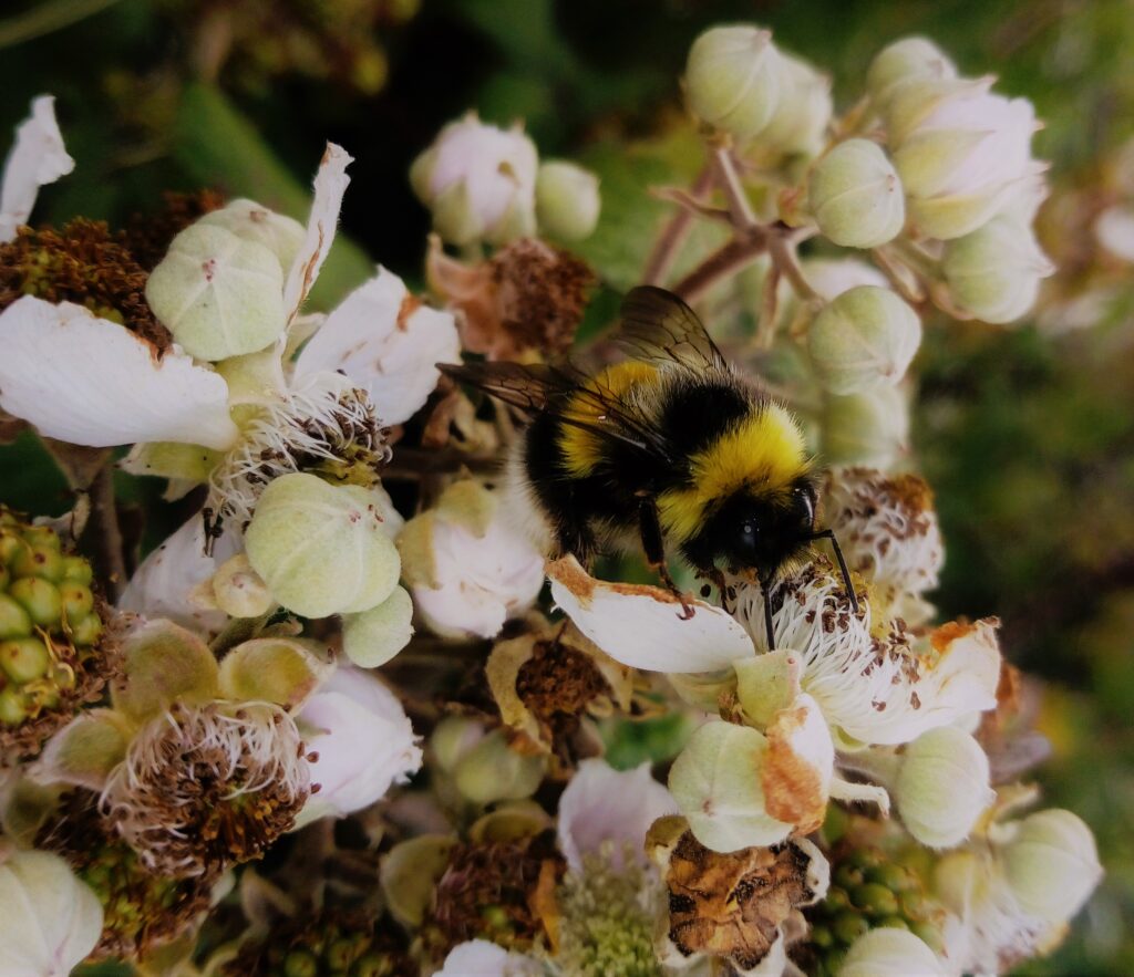 Bee on bramble