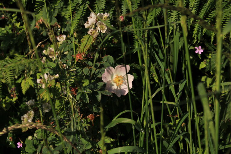 Looking at a hedge in July